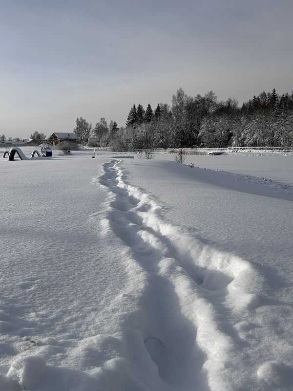 в Новый год! фото превью