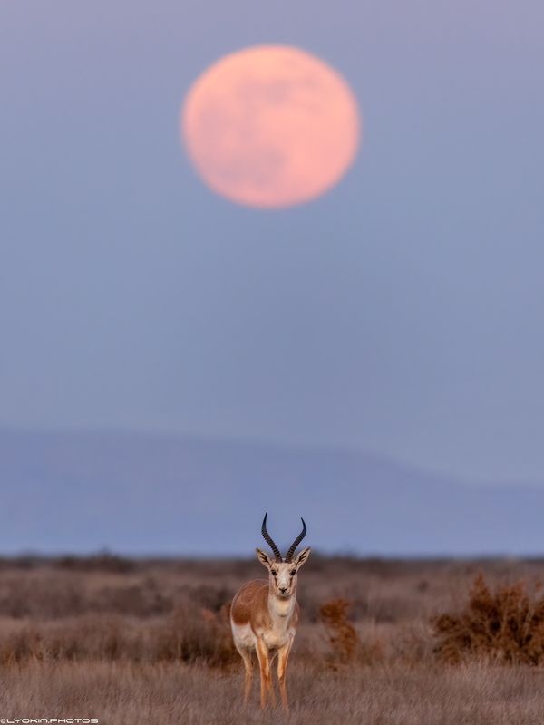 Первое полнолуние года фото превью