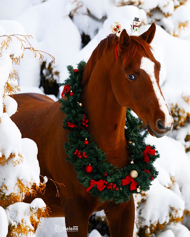 С наступившим новым 2026 годом - годом огненной лошади! фото превью