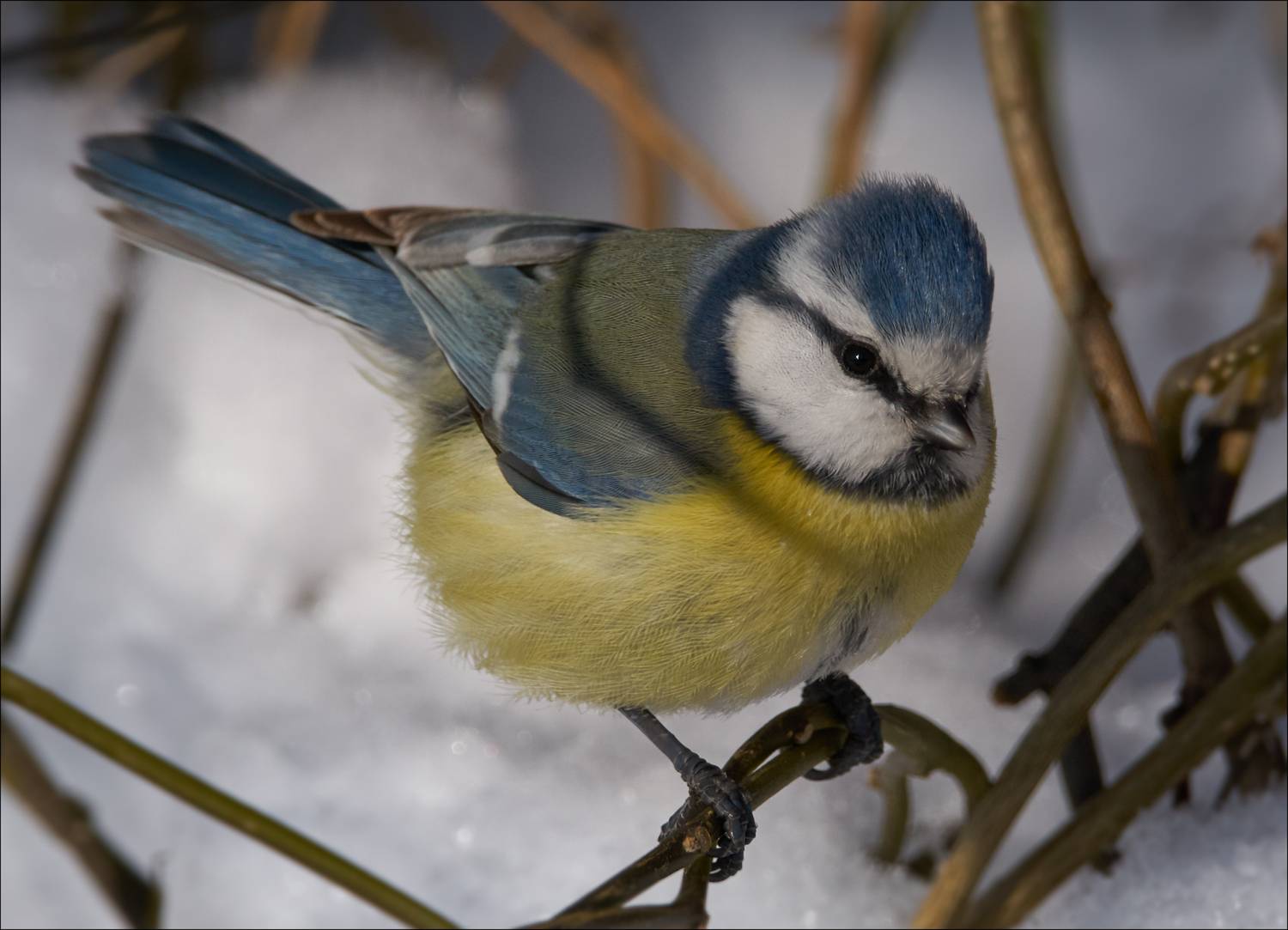 , Богорянов Алексей