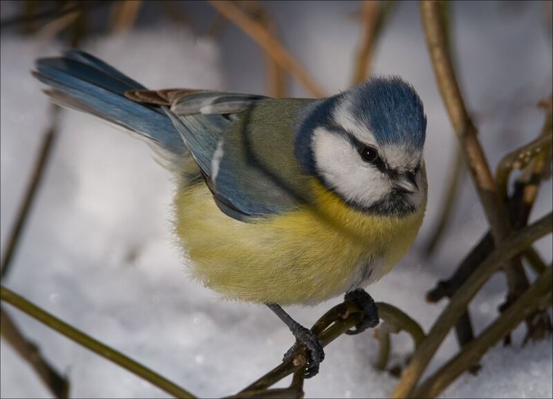 *** фото превью