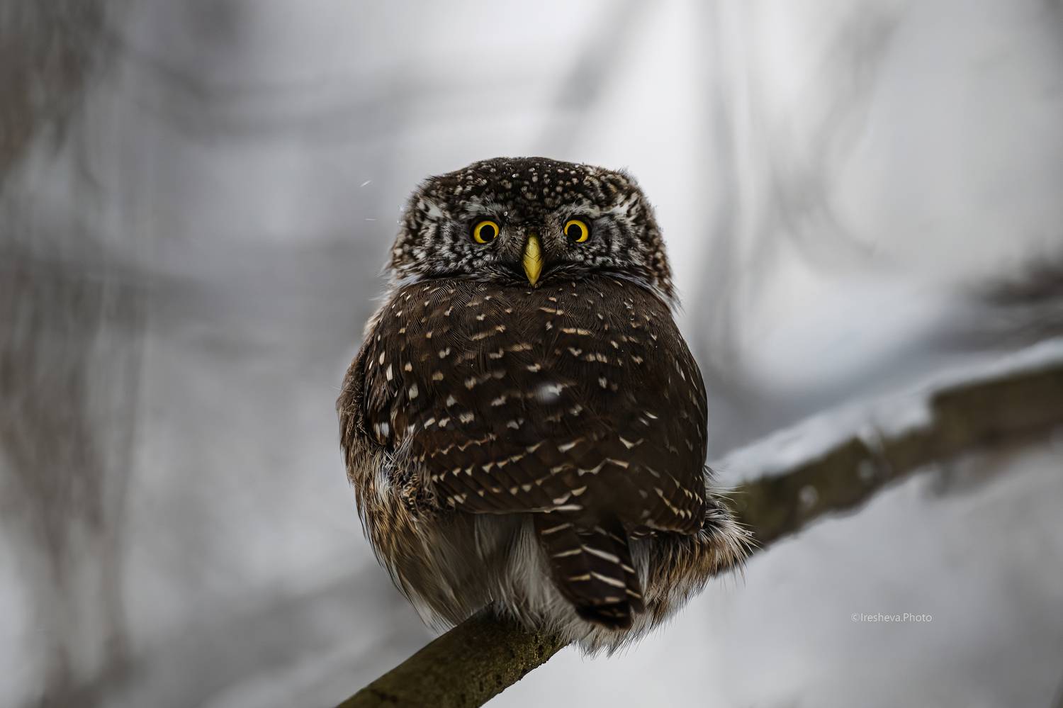Сыч, воробьиный сыч,птица,сова, Ирешева Мария