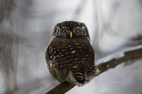 Воробьиный сыч