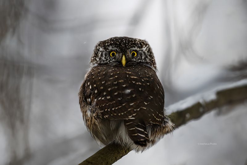 Сыч, воробьиный сыч,птица,сова Воробьиный сыч фото превью