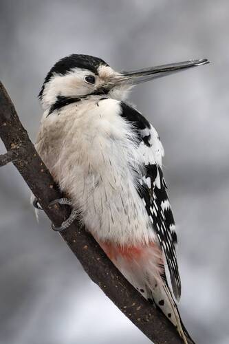 Белоспинный дятел