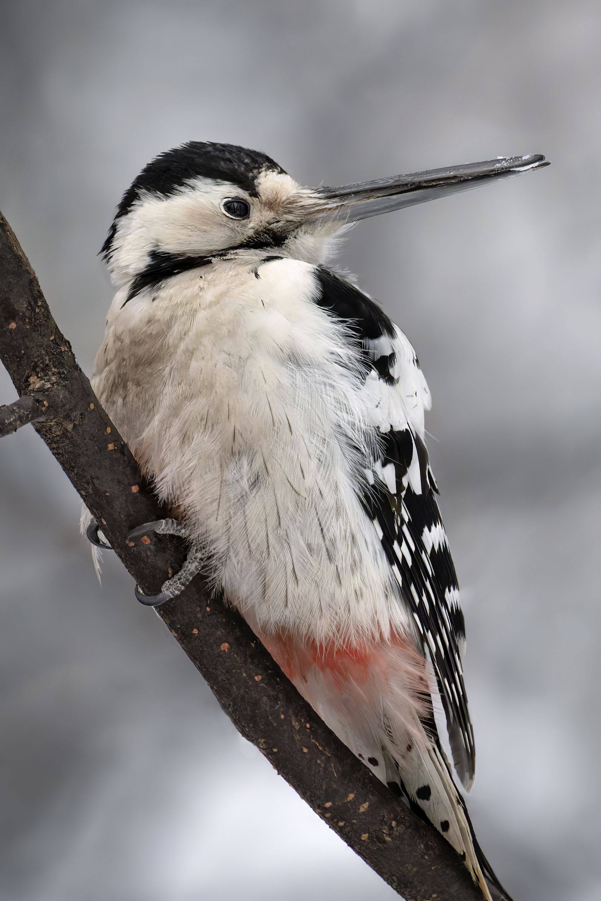 птицы, природа, дятел, клюв Белоспинный дятел фото превью