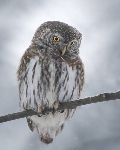 Воробьиный сыч