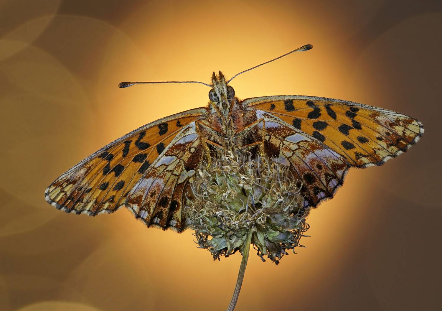 Бабочка, Чепленко Алексей