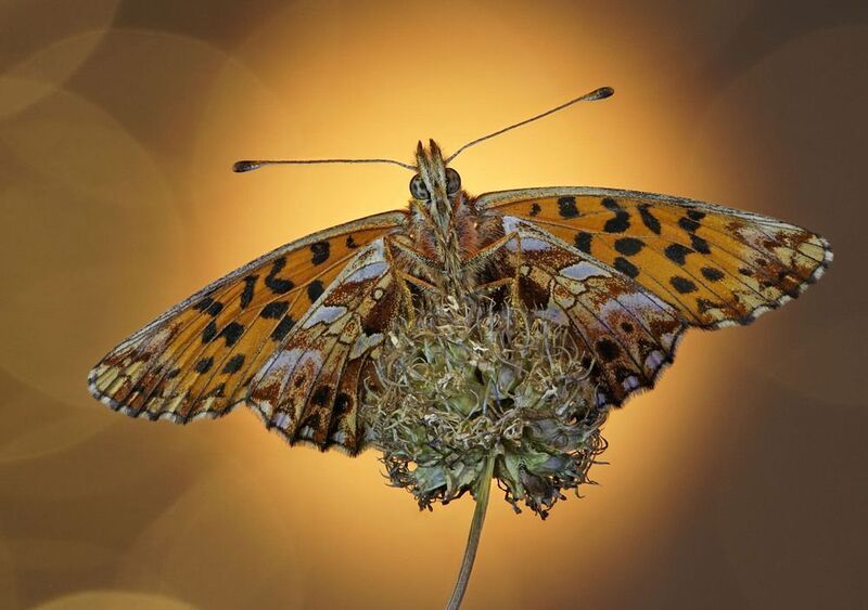 *** фото превью