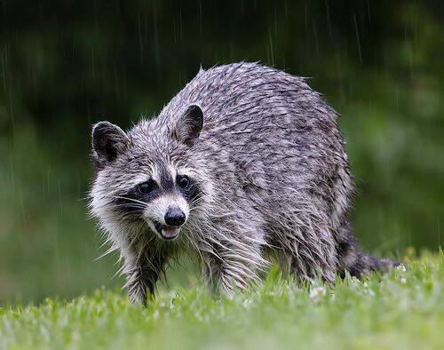 Енот-полоскун -Raccoons