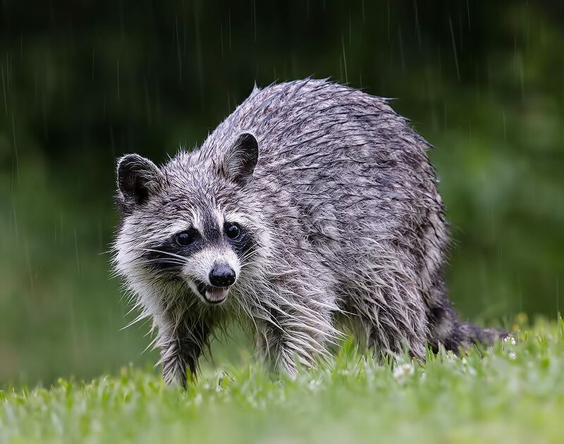 енот обыкновенный, енот-полоскун, raccoon, енот, дикие животные, животные, animals Енот-полоскун -Raccoons фото превью