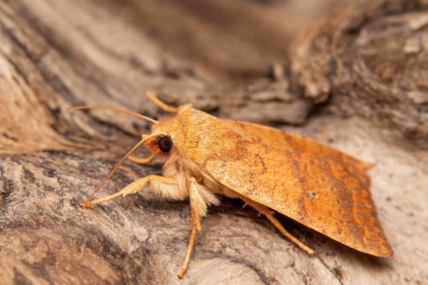 макрофото, макрофотографии, фотомакро, насекомые, макромир, макрофотограф, макроаддикт, макро_мир, naturelovers, naturelover, naturephotography, macrolove, macro_love, biodiversity, macrophotography, macro, macronature, entomology, arthropods, arthropod, ,  Stephane