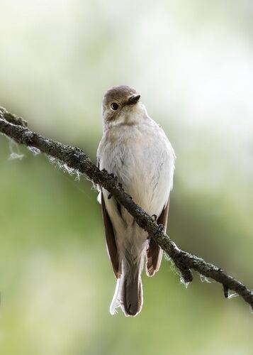 Мухоловка-пеструшка 