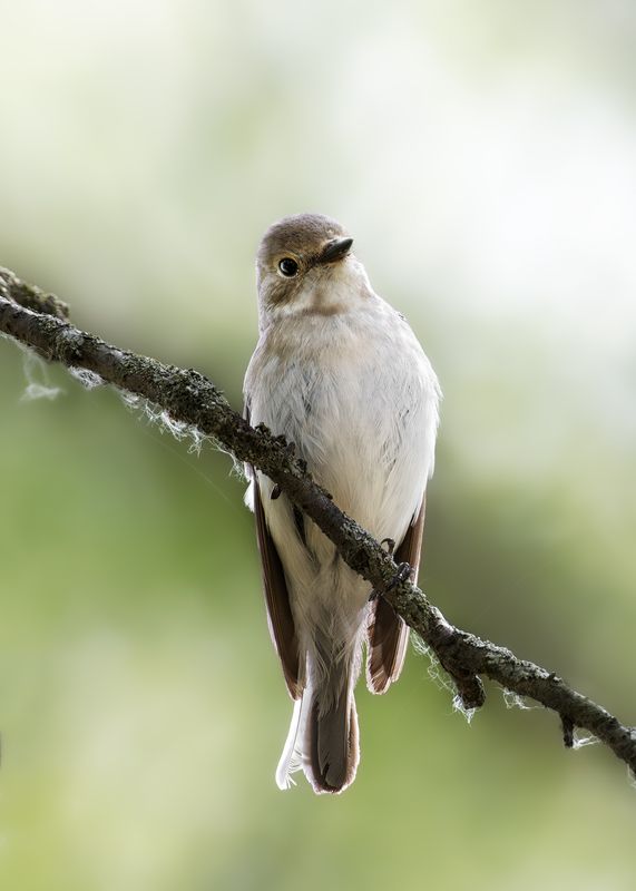 wildlife, birdwatching, nature, bird photography, птица, фотоохота, природа, мухоловка-пеструшка, мухоловка Мухоловка-пеструшка  фото превью