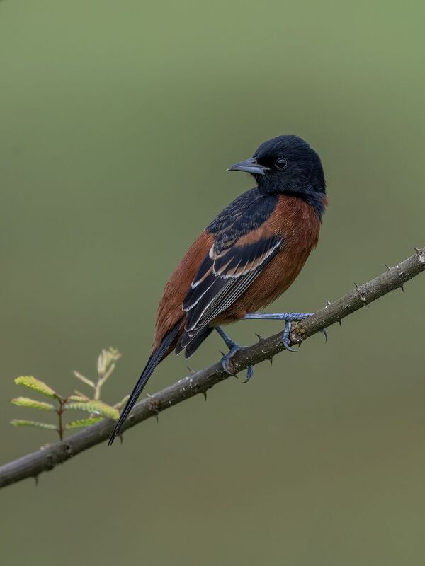Orchard Oriole фото превью