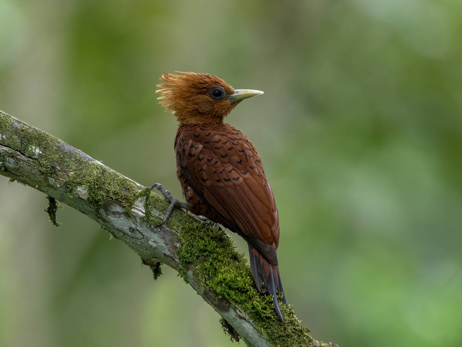 , Fernando Burgalin Sequeira