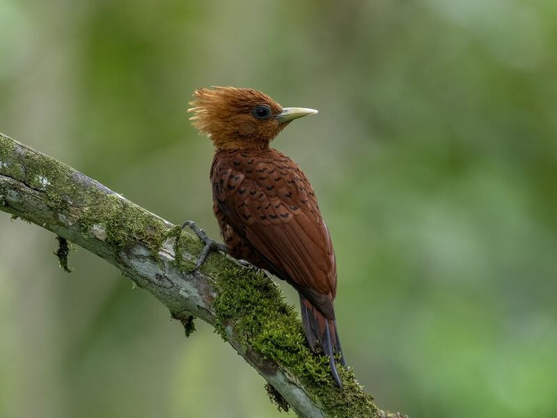 Chestnut-colored Woodpecker фото превью