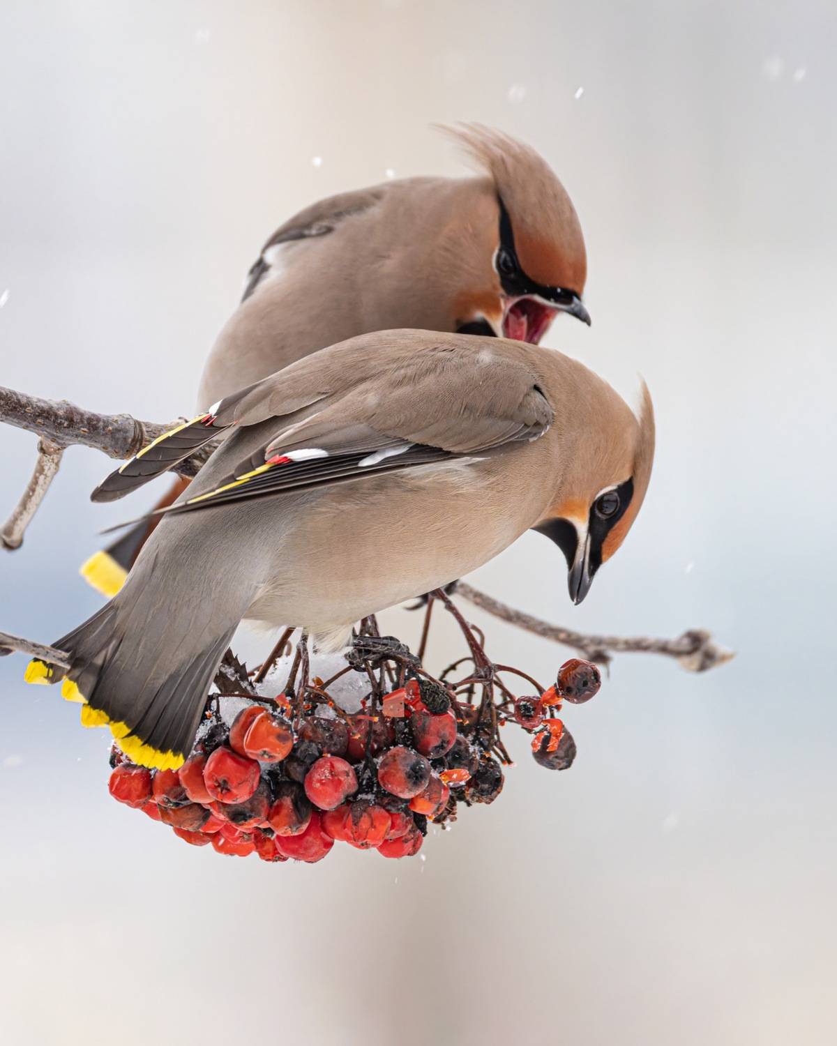 свиристель, птицы, рябина, Ruslan Pl