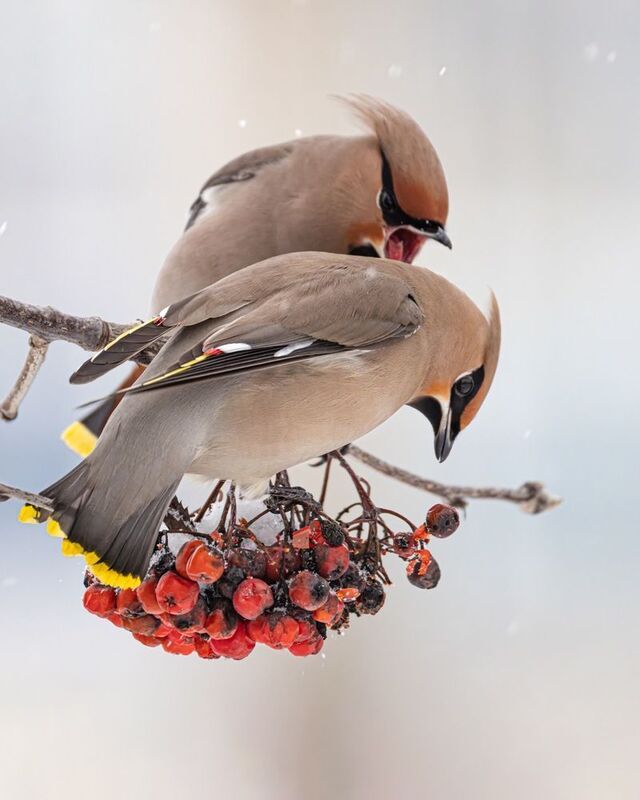 свиристель, птицы, рябина Это моя рябина! фото превью