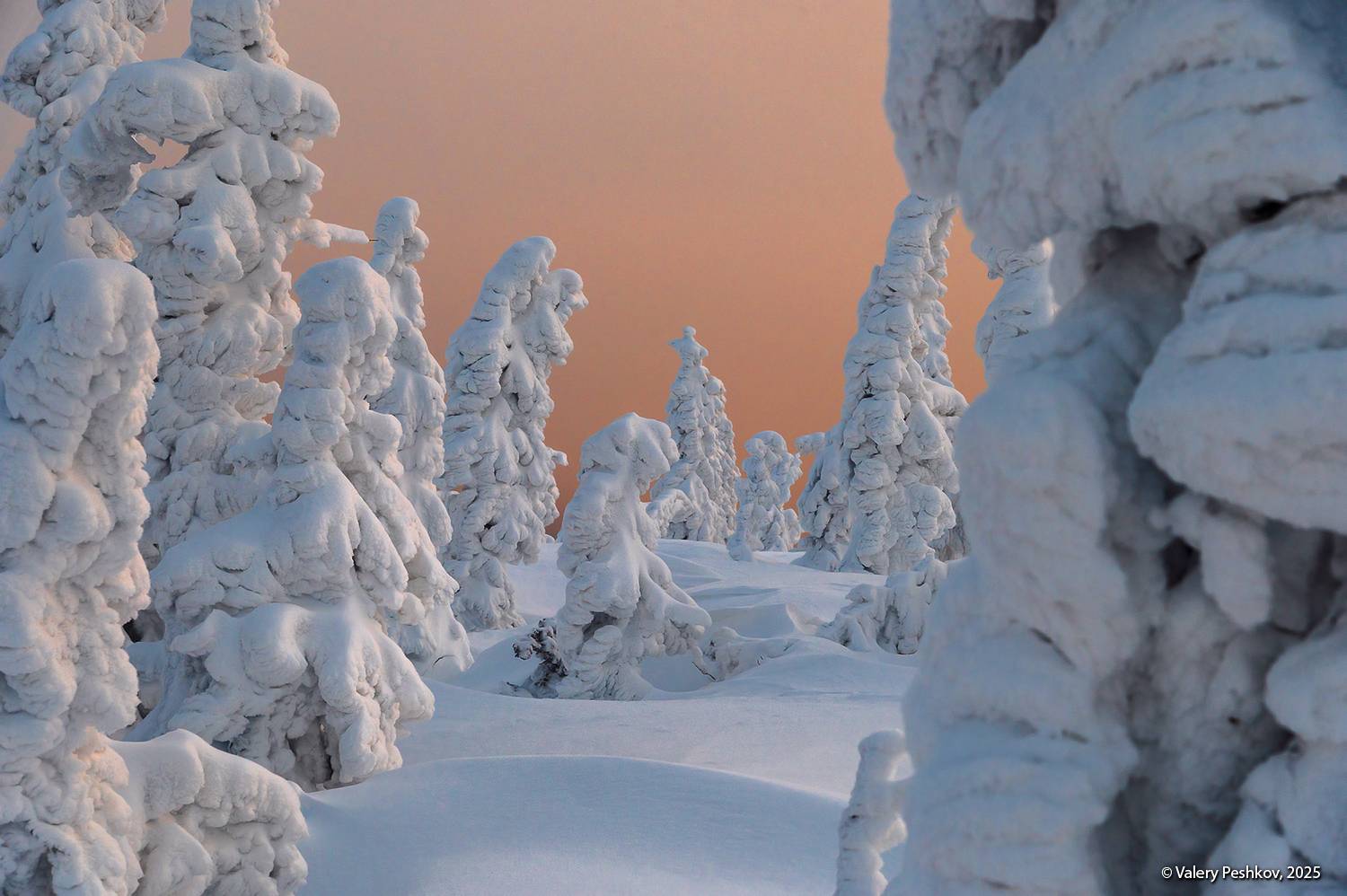 шерегеш, иней, пихты, снег, гора зелёная, горная шория, зимний вечер, розовый вечер, мороз, зима, сибирь, Пешков Валерий