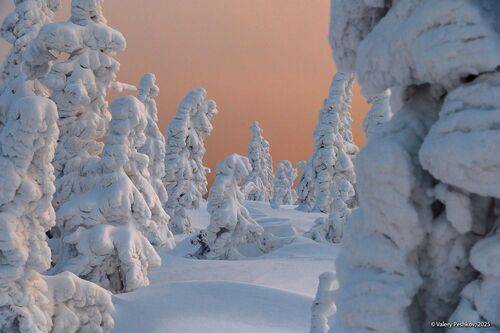 Розовый вечер