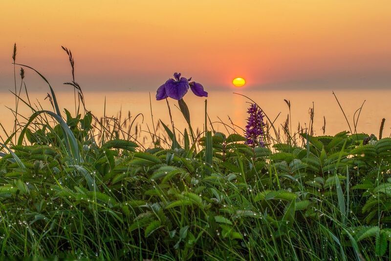 Курильские цветы. фото превью