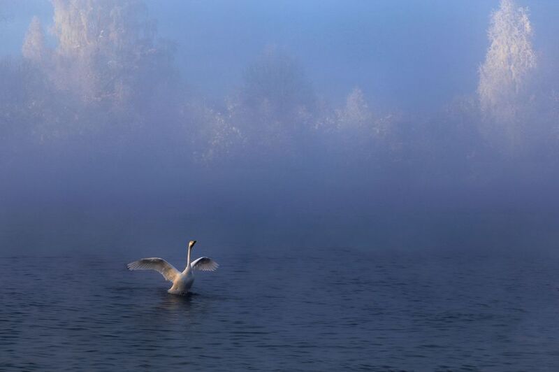 алтайский край, лебединое озеро Морозный рассвет фото превью