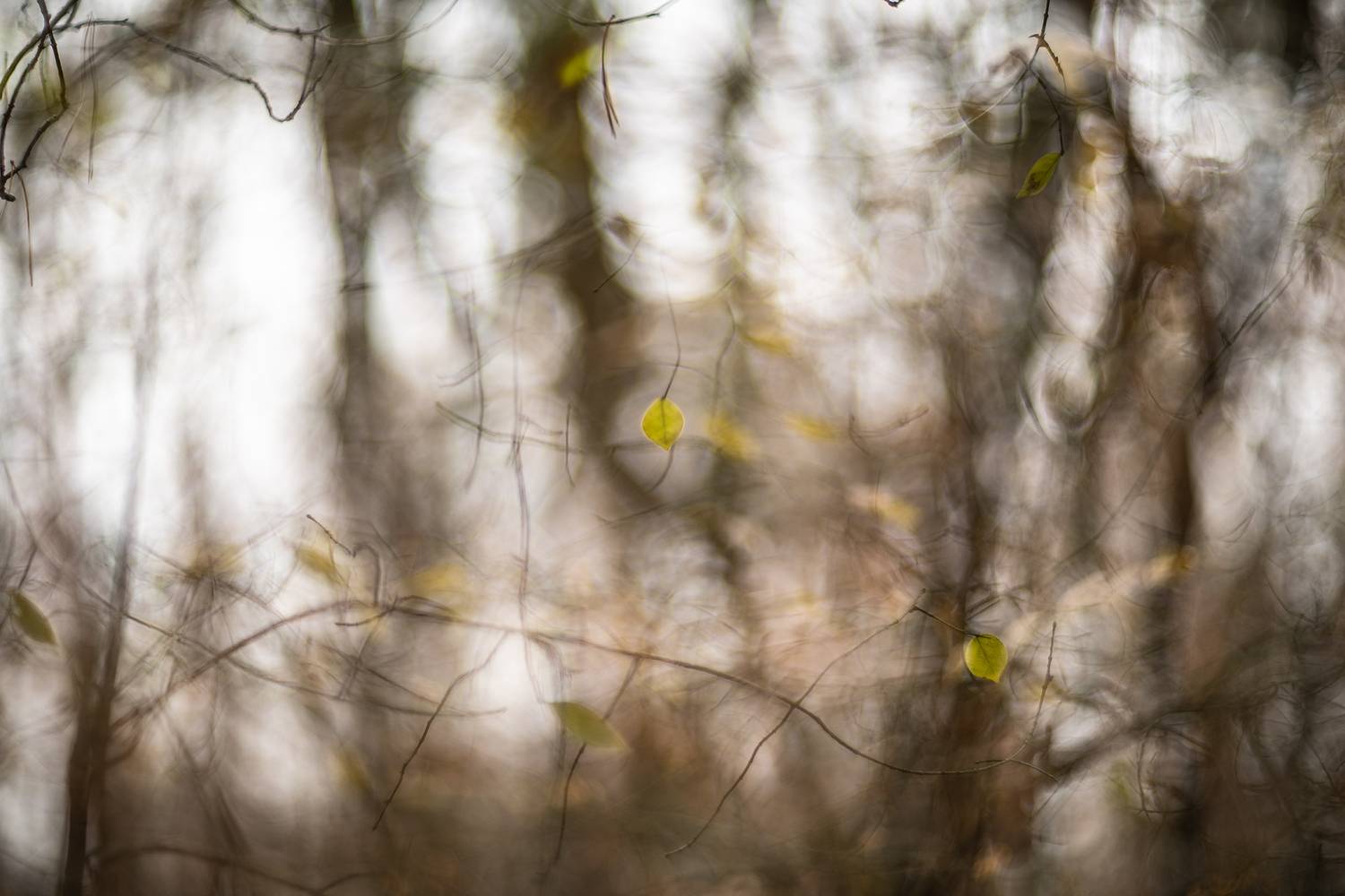 осень, лес, листья, бокэ, россия, воронеж,, Мещеряков Геннадий