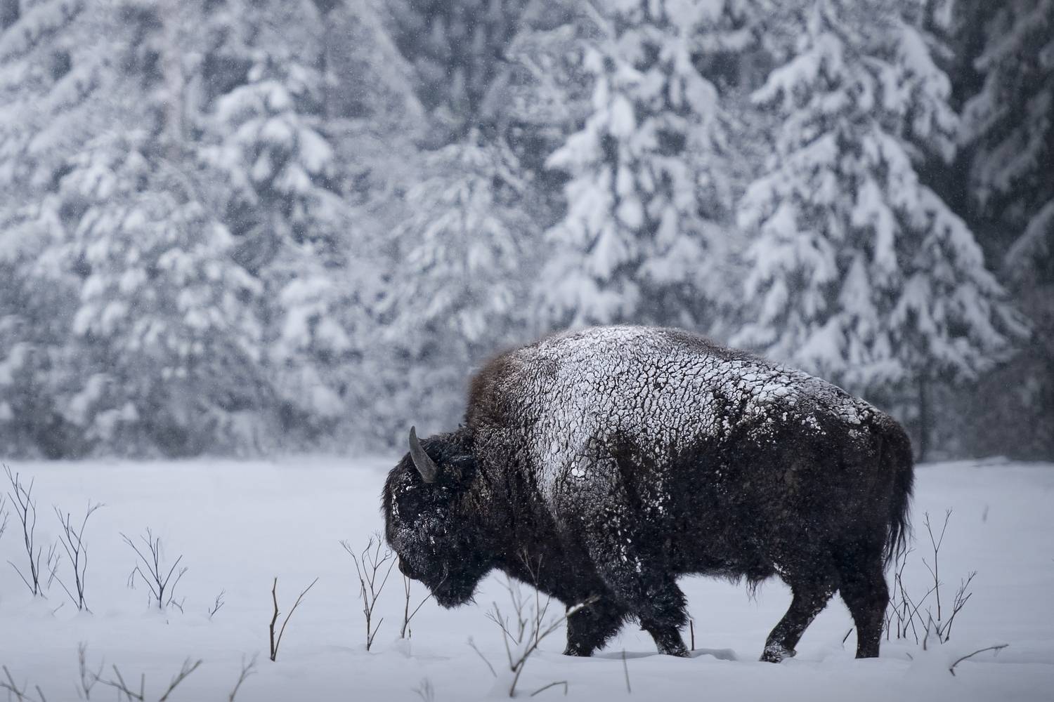 , Максим Вышарь