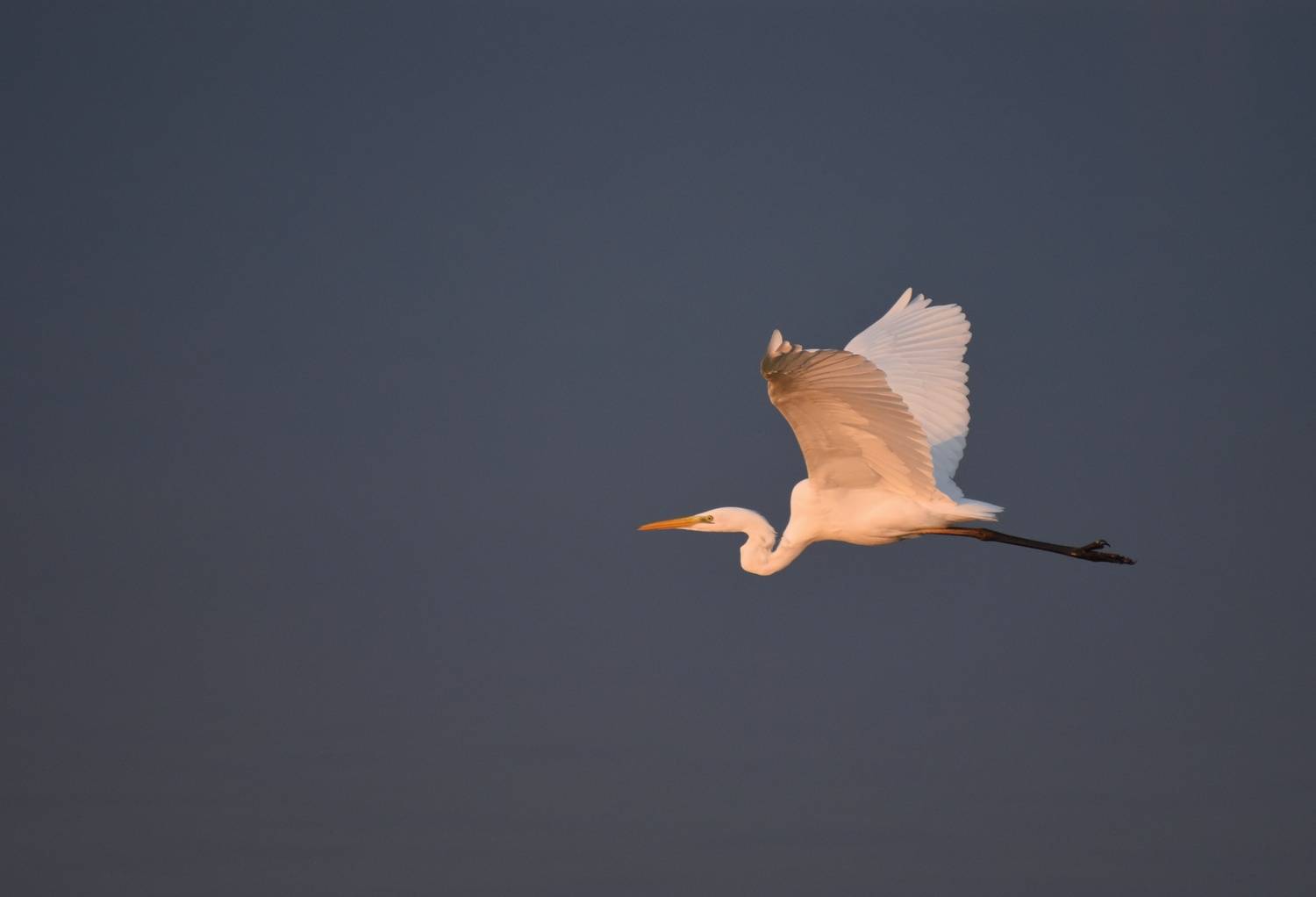 , Герчев Николай