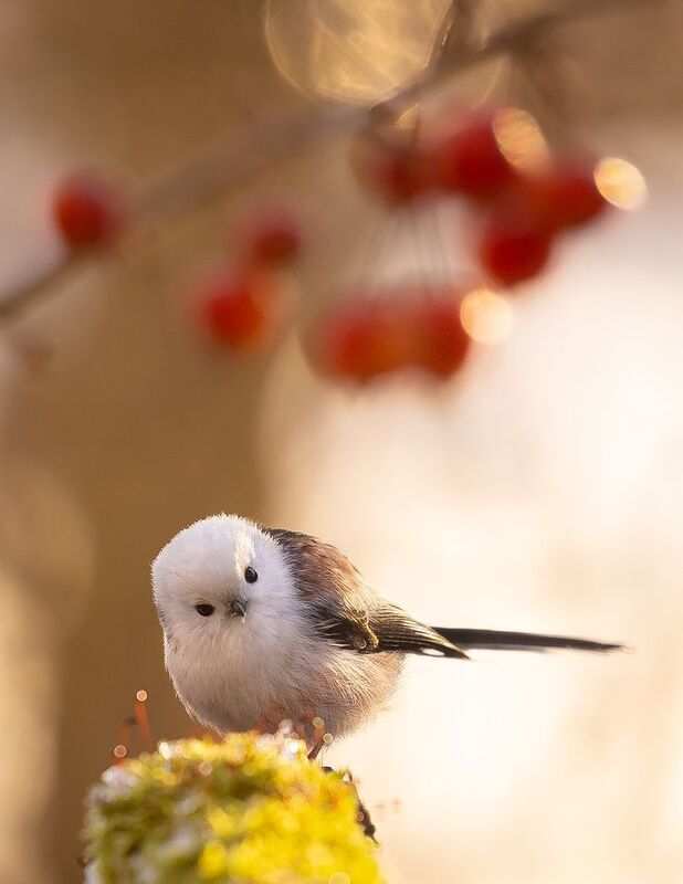 Long-tailed Ti фото превью