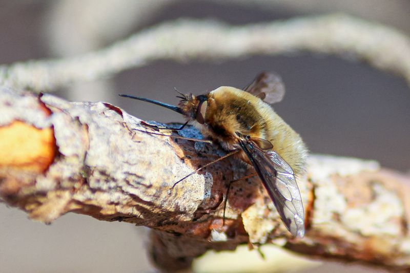 Жужжало большой (Bombylius major) фото превью