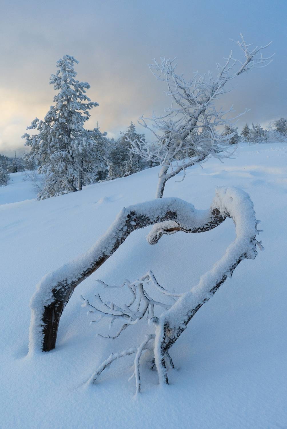 , Михаил Рева