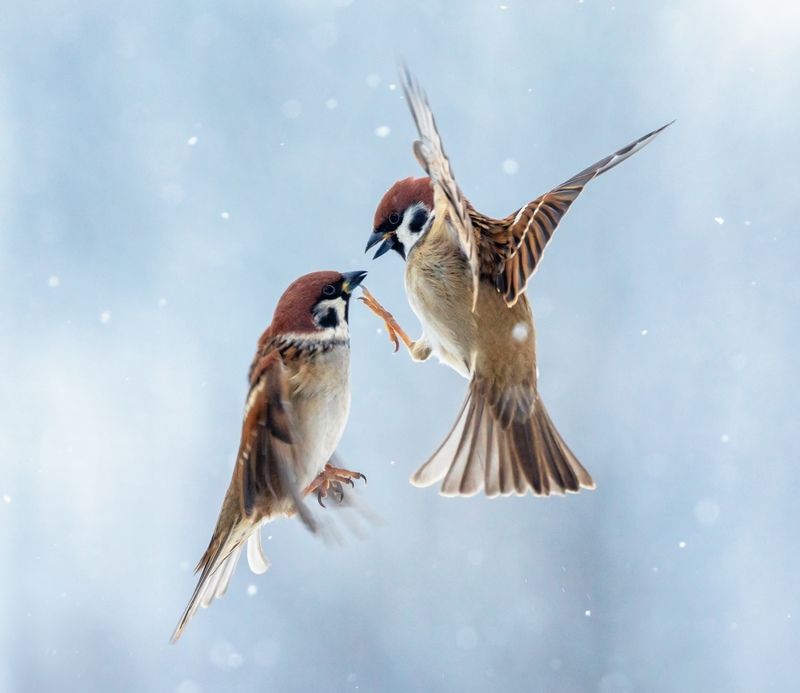 фото превью