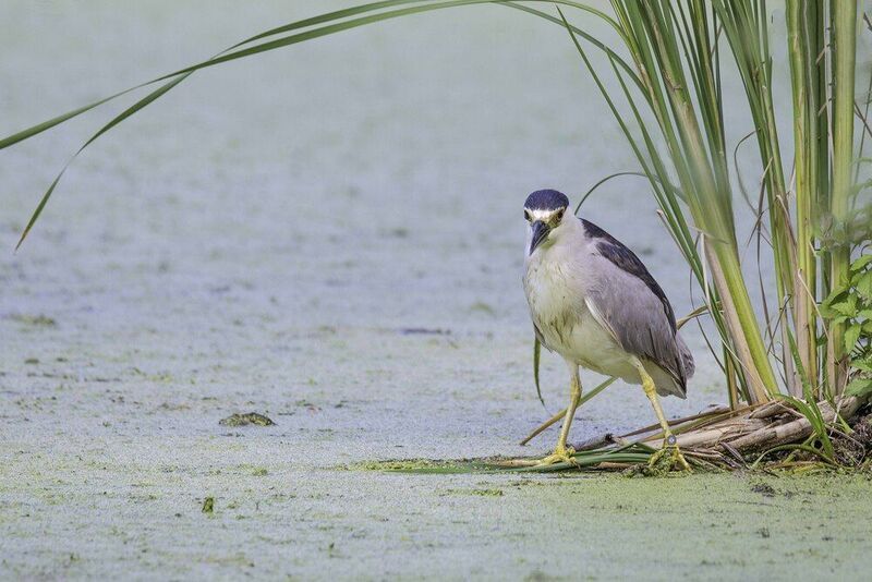 Night heron фото превью