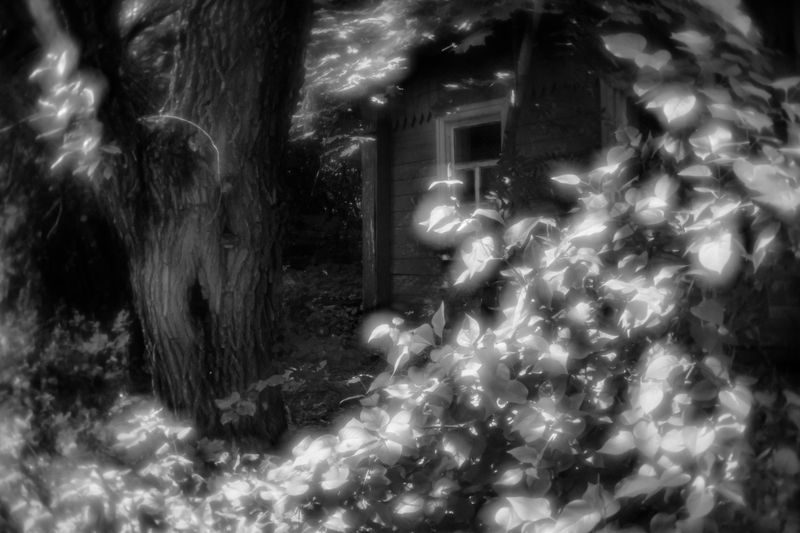 Зарастает старый дом фото превью