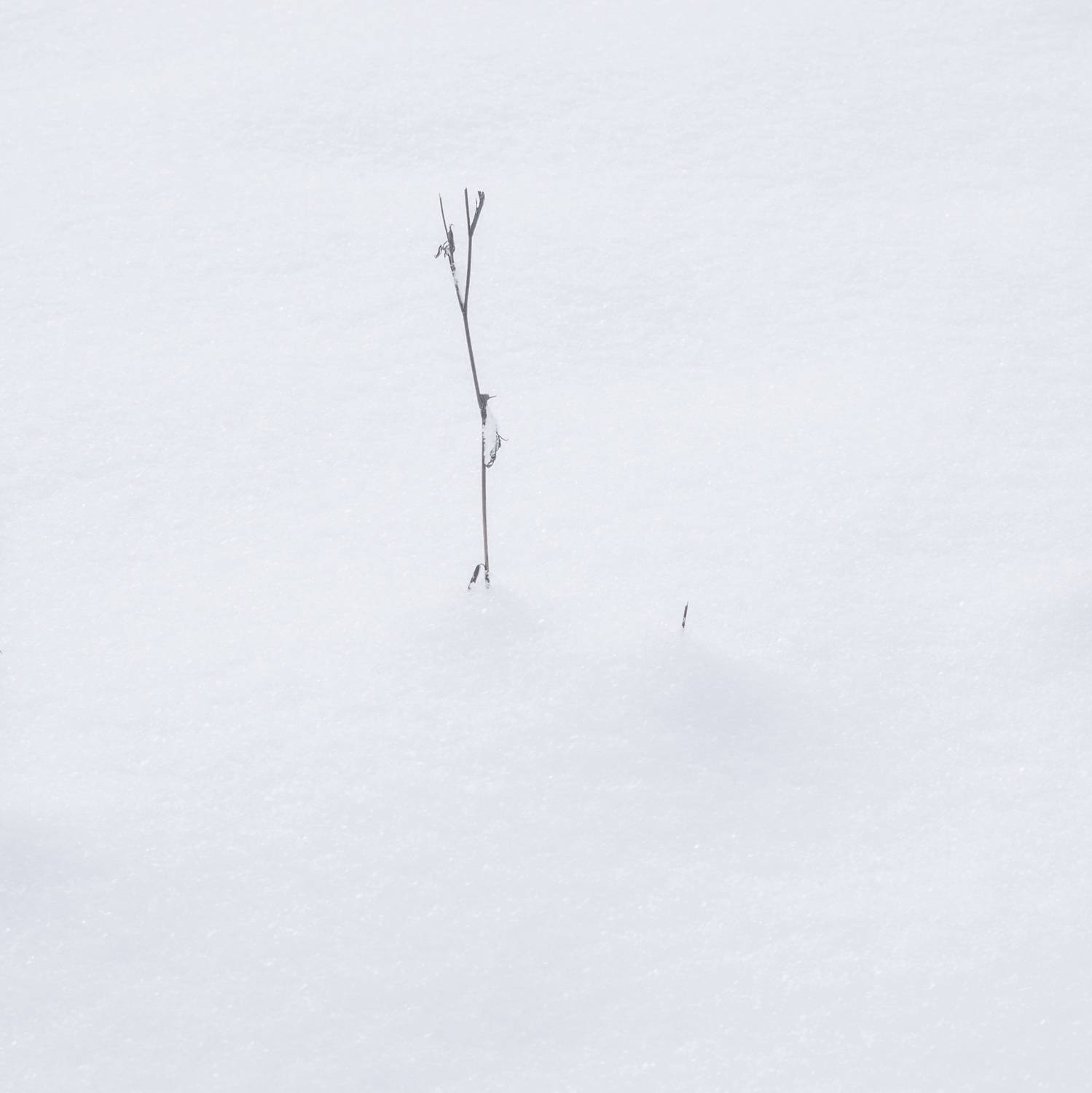 минимализм, интимный пейзаж, снег, зима, пейзаж, абстракция, зауралье, курганская область, Толстоноженко Илья