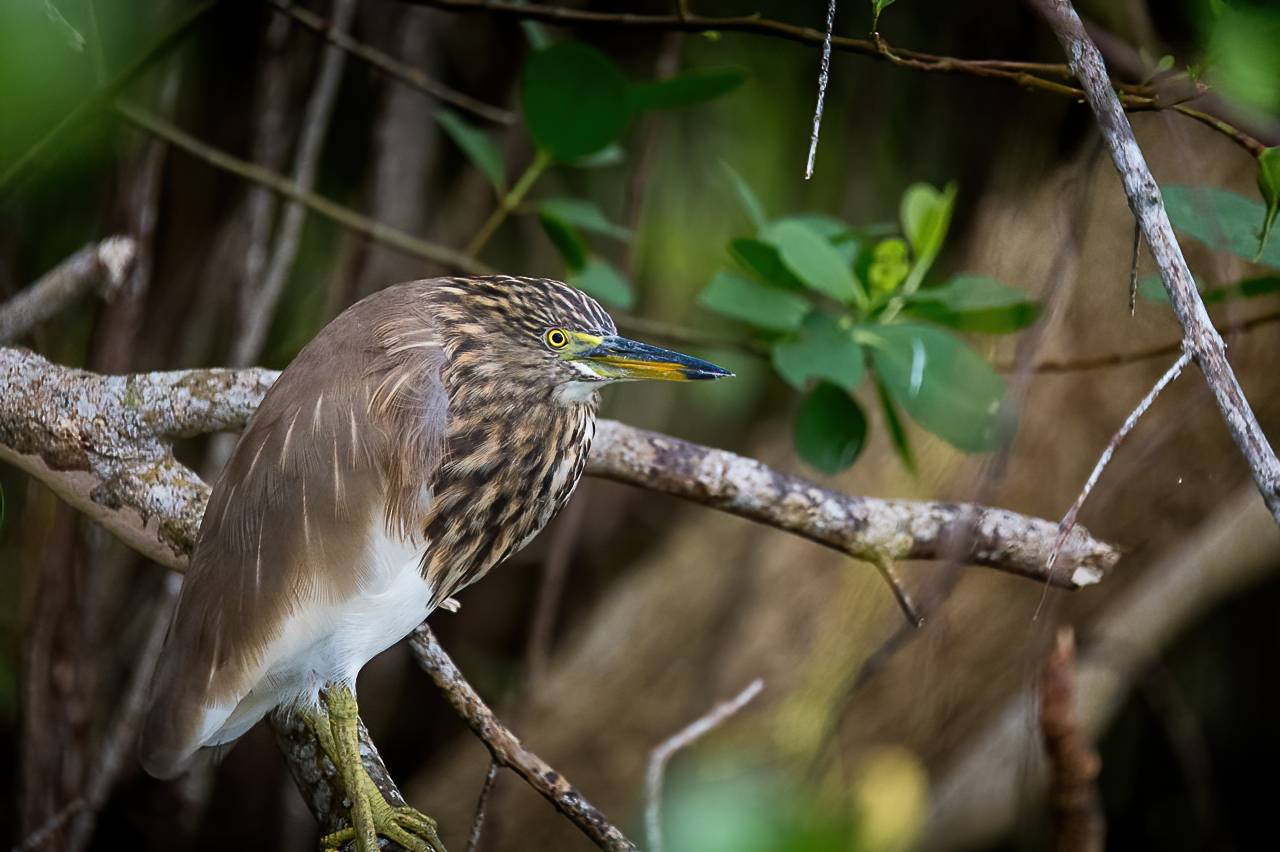 цапля, птица, Anton