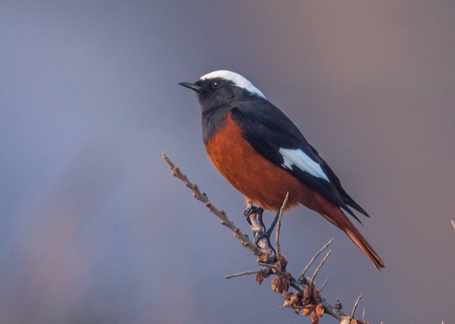 краснобоюхая горихвостка, кабардино-балкария, Хасан Журтов