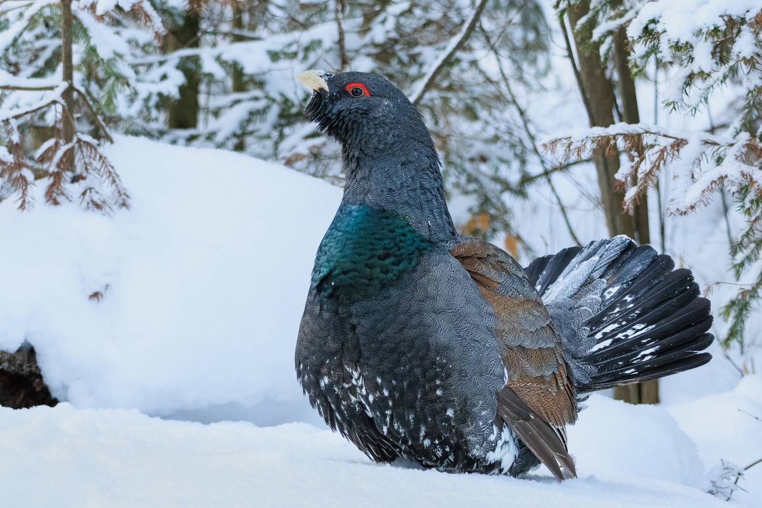 фотоохота, птицы, глухарь, Николай Попов