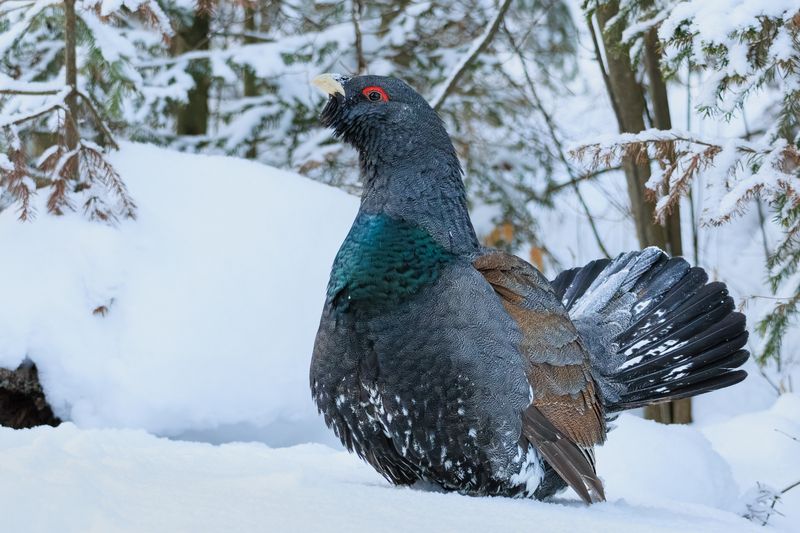 Глухарь фото превью