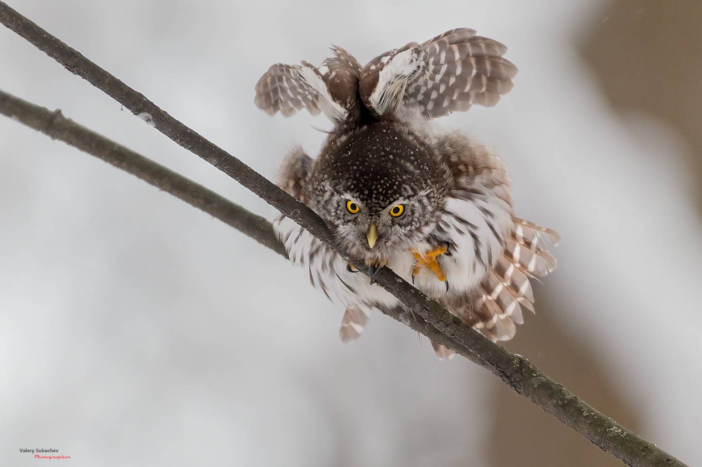 , Валерий Субачев
