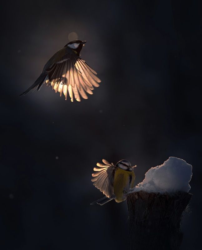 *** фото превью