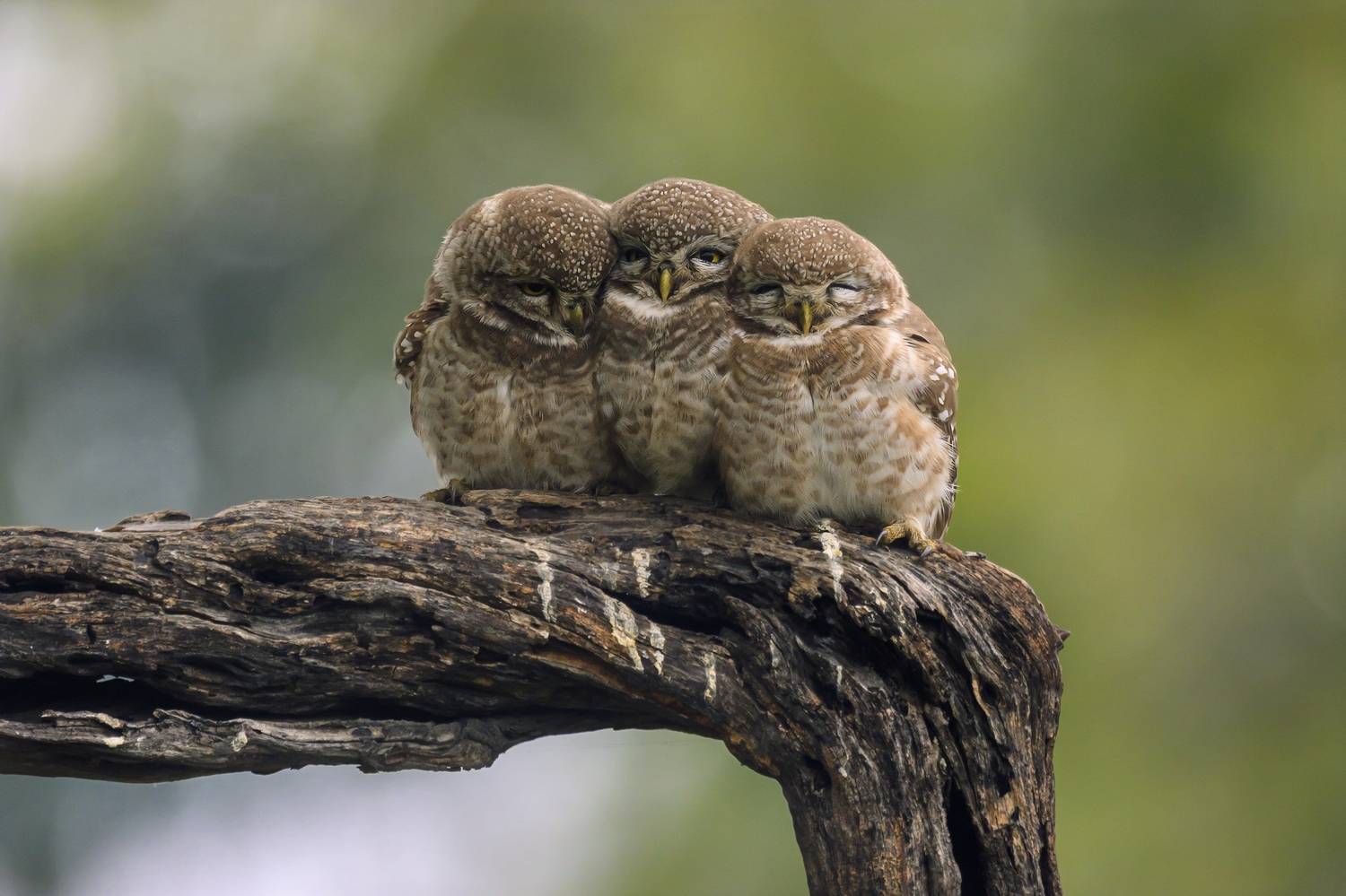 , Пупонин Сергей