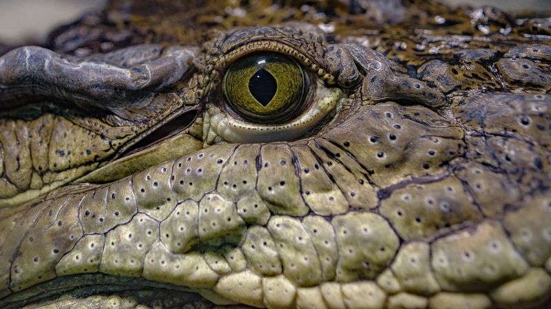 Глаза животных фото превью