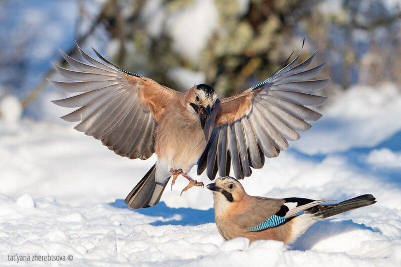Сойки в ассортименте фото превью