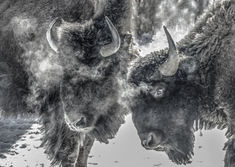 Лесные бизоны фото превью