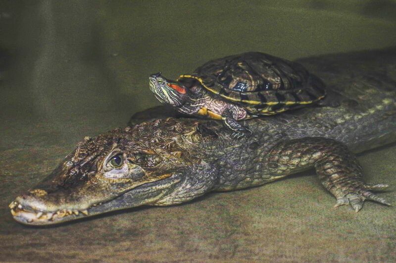 Крокодил и черепаха фото превью