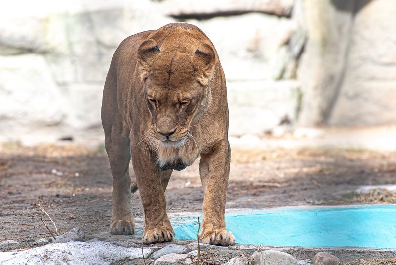 Львица фото превью