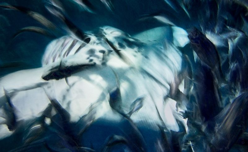 Танец Дьявола фото превью